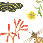 Pollinators - Tropical Botanic Artists